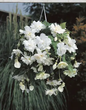 Begónia previslá 'Pendula white' 2 ks Velikost hlízy: 5/6